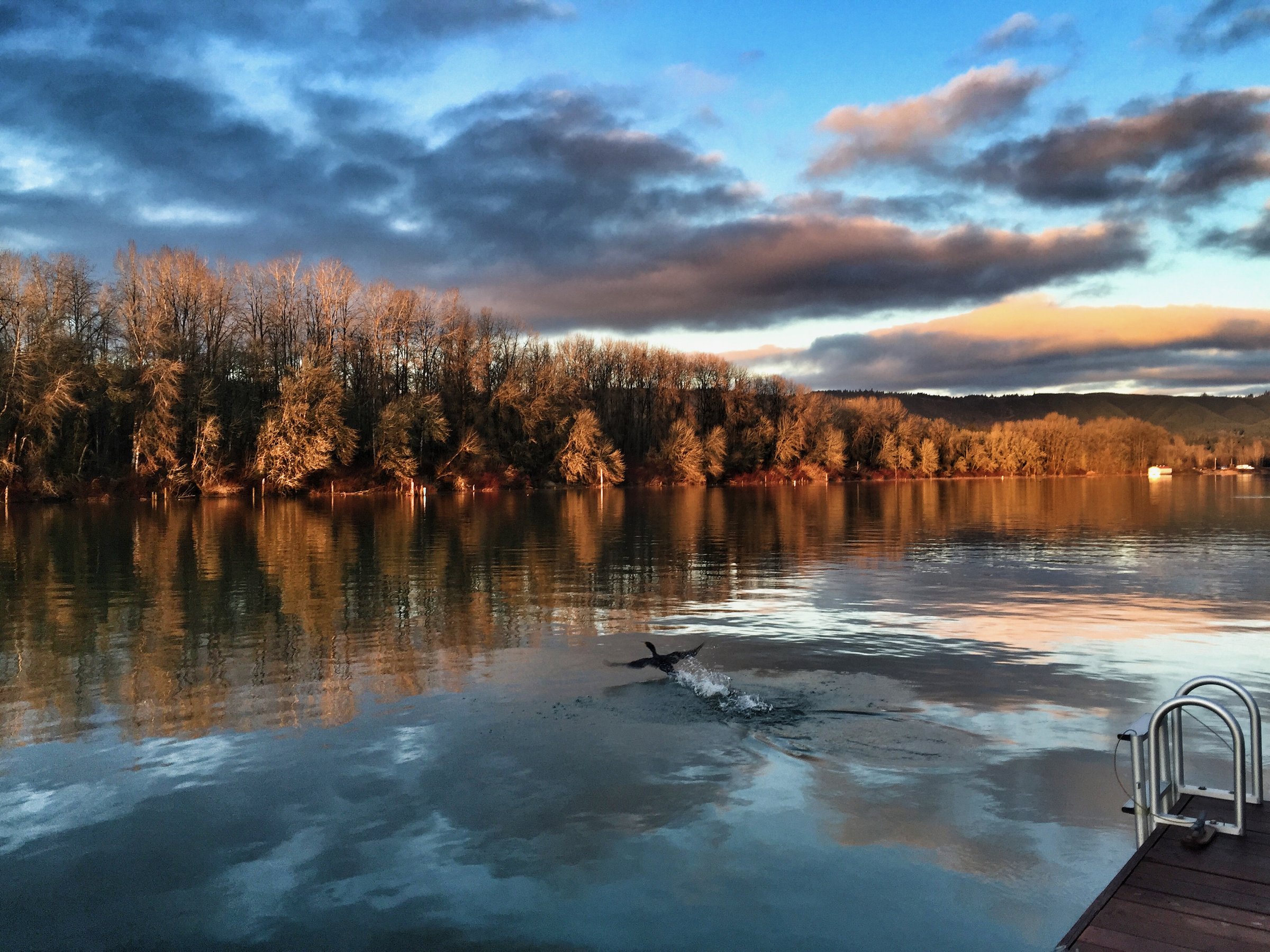 Golden hour on Multnomah Channel, heron taking flight